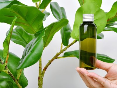 Fungsi Fitohormon Proses Perkembangan Tumbuhan
