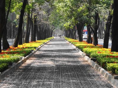 Manfaat Hutan: Paru-paru Kota Dan Perannya Bagi Lingkungan
