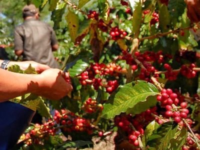 Peluang Bisnis Cerah: Prospek Kopi Specialty Di Indonesia