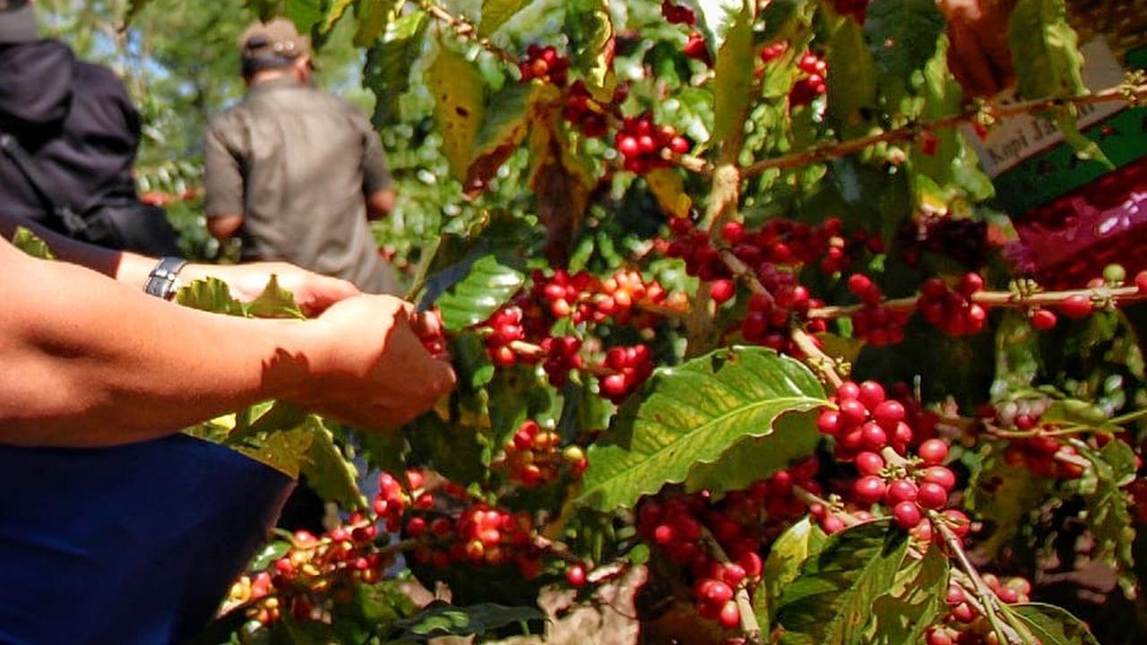 Peluang Bisnis Cerah: Prospek Kopi Specialty Di Indonesia