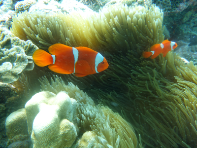 Implementasi Strategi Pengelolaan Keanekaragaman Hayati Laut