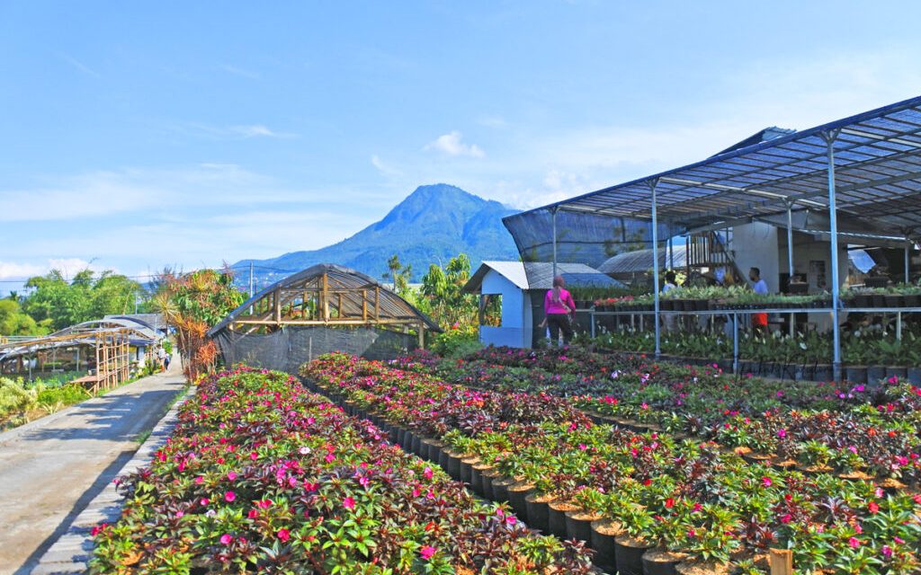 Desa Wisata Bunga Sidomulyo, Surga Warna-warni di Kota Batu