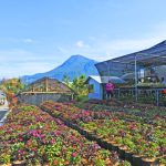 Desa Wisata Bunga Sidomulyo, Surga Warna-warni di Kota Batu