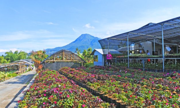 Desa Wisata Bunga Sidomulyo, Surga Warna-warni di Kota Batu
