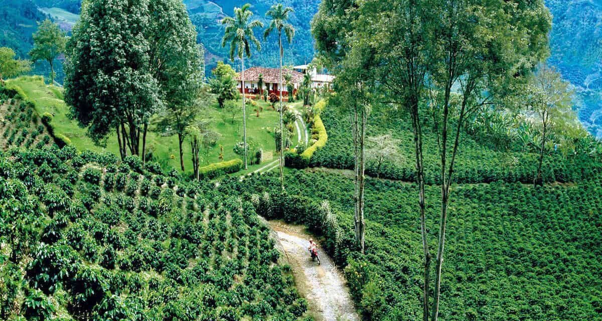 Destinasi Coffee Triangle Tempat Produksi Kopi Berkualitas Tinggi