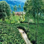 Destinasi Coffee Triangle Tempat Produksi Kopi Berkualitas Tinggi