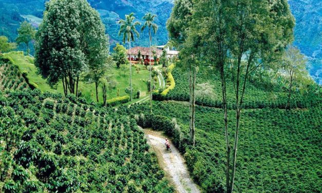 Destinasi Coffee Triangle Tempat Produksi Kopi Berkualitas Tinggi