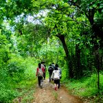 Hutan Sancang Ekosistem Unik Tempat Flora Dan Fauna Endemik