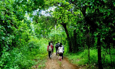Hutan Sancang Ekosistem Unik Tempat Flora Dan Fauna Endemik