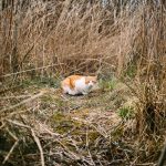 Benarkah Kucing Akan Kabur dari Rumah Menjelang Mati?
