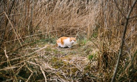 Benarkah Kucing Akan Kabur dari Rumah Menjelang Mati?