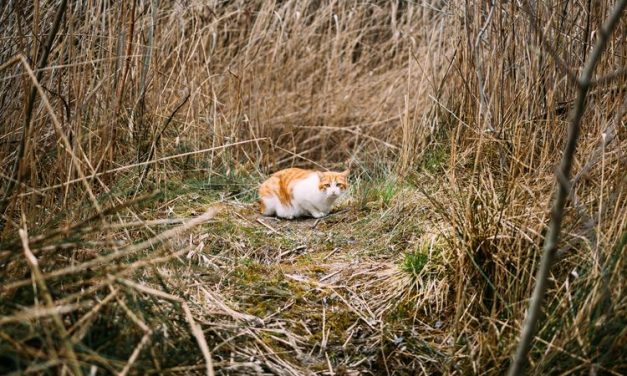 Benarkah Kucing Akan Kabur dari Rumah Menjelang Mati?