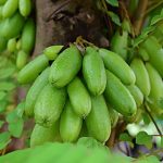 Mengolah Belimbing Wuluh Untuk Penurunan Kolesterol