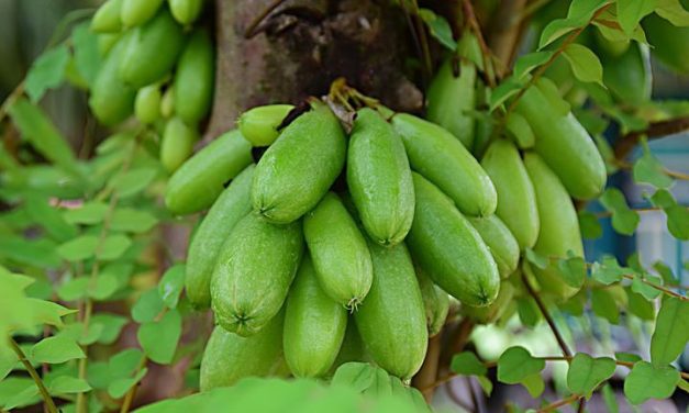 Mengolah Belimbing Wuluh Untuk Penurunan Kolesterol
