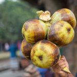 Buah Lontar Segar, Unik, dan Kaya Manfaat untuk Kesehatan