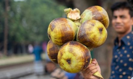 Buah Lontar Segar, Unik, dan Kaya Manfaat untuk Kesehatan