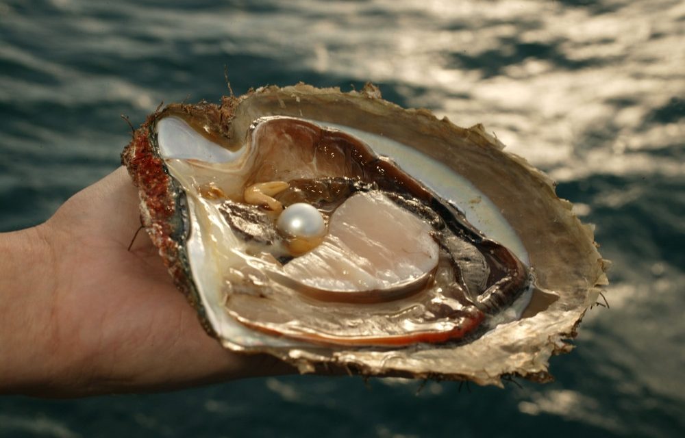 Keindahan Kerang Mutiara Permata Dari Lautan