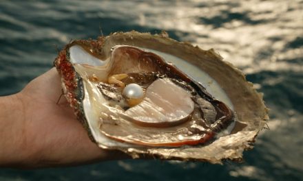 Keindahan Kerang Mutiara Permata Dari Lautan