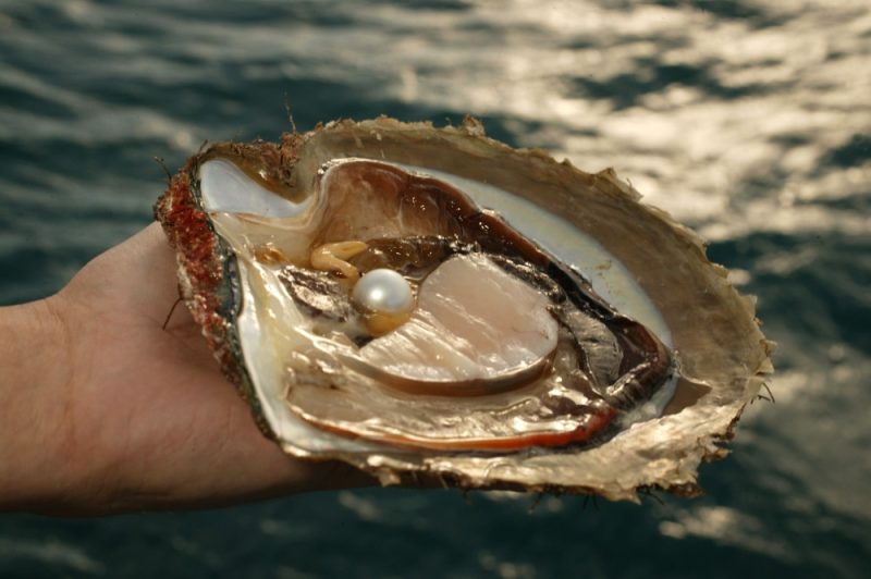 Keindahan Kerang Mutiara
