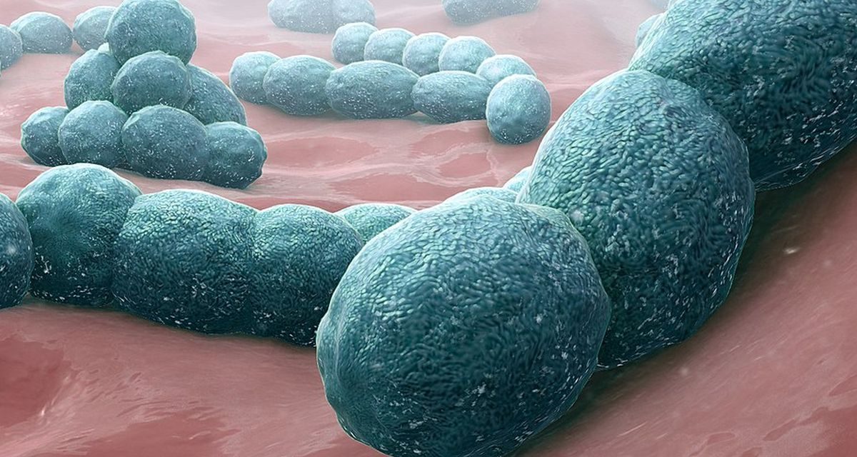 Streptococcus, Bakteri Pemakan Daging Yang Menyebar Di Jepang