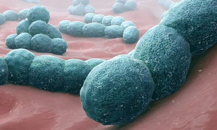 Streptococcus, Bakteri Pemakan Daging Yang Menyebar Di Jepang