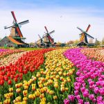 Bunga Tulip Simbol Kemewahan Yang Abadi Dari Belanda