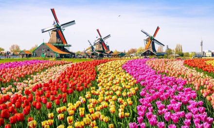 Bunga Tulip Simbol Kemewahan Yang Abadi Dari Belanda