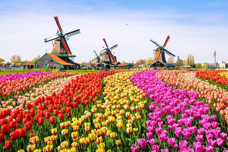 Bunga Tulip