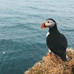 Burung Laut Eksotis Ini Hidup Di Pulau Terpencil