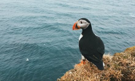 Burung Laut Eksotis Ini Hidup Di Pulau Terpencil