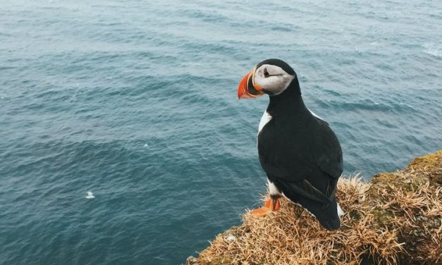 Burung Laut Eksotis Ini Hidup Di Pulau Terpencil