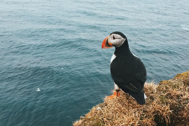 Burung Laut Eksotis Ini Hidup Di Pulau Terpencil