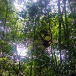 Ecolodge Bukit Lawang, Dekat Dengan Habitat Orangutan