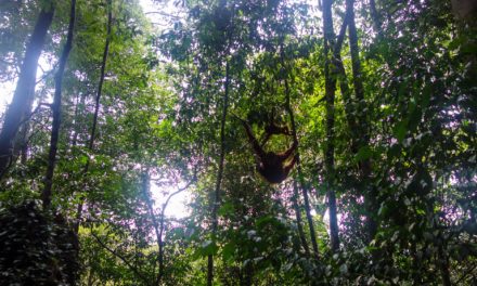 Ecolodge Bukit Lawang, Dekat Dengan Habitat Orangutan