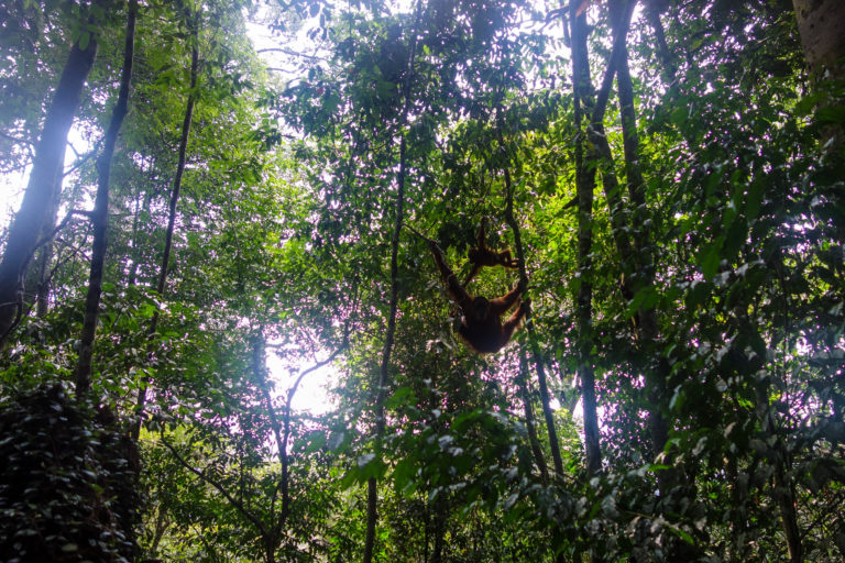 Ecolodge Bukit Lawang, Dekat Dengan Habitat Orangutan